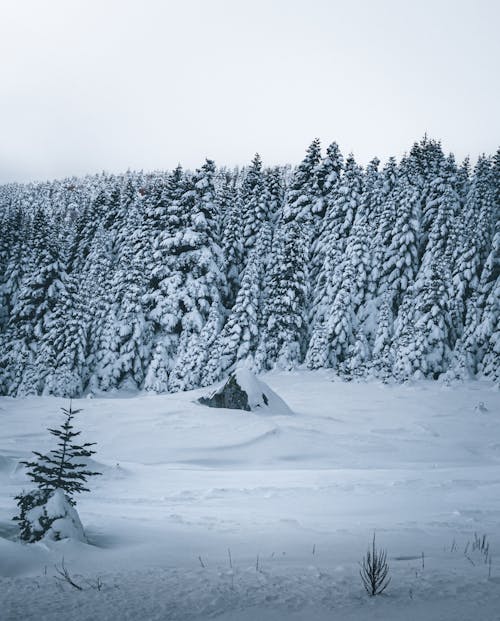コールド, 冬, 冬の森の無料の写真素材