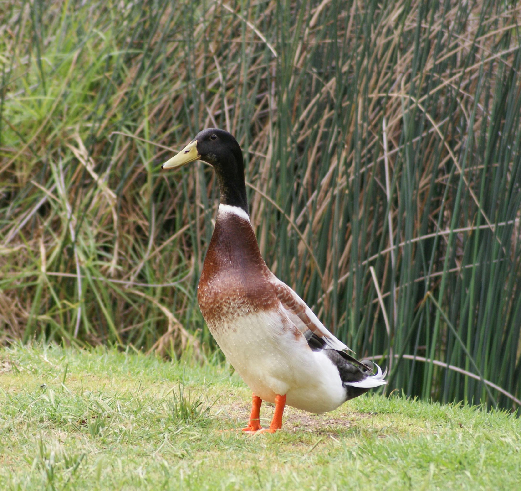 Free stock photo of duck, pond