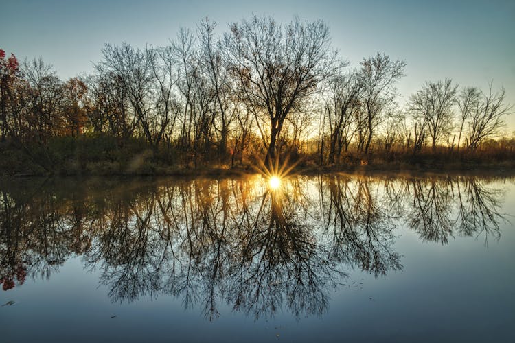 Bare Trees Near Body Of Water