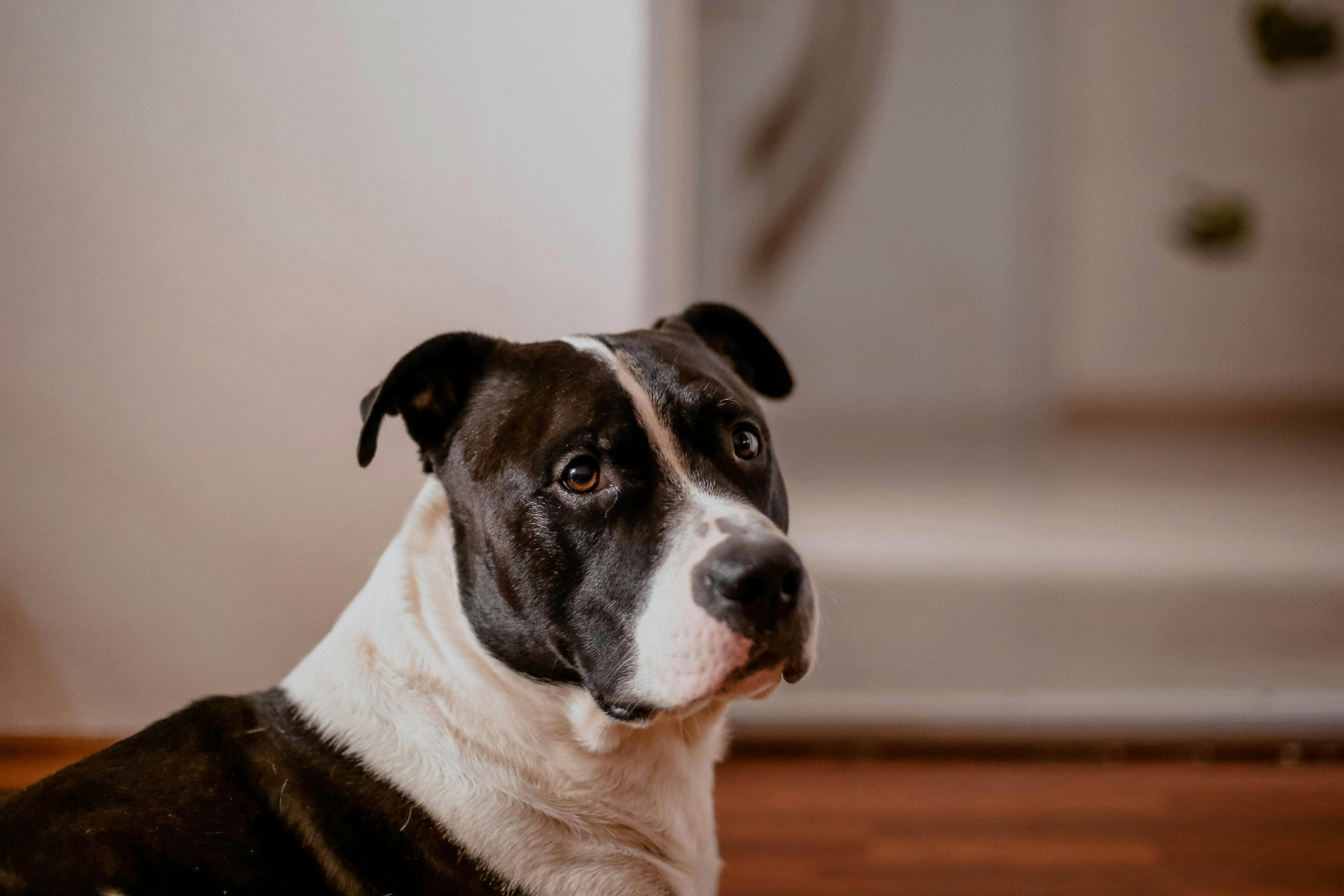 A close-up of a beautiful American Staffordshire Terrier with a gentle expression indoors.