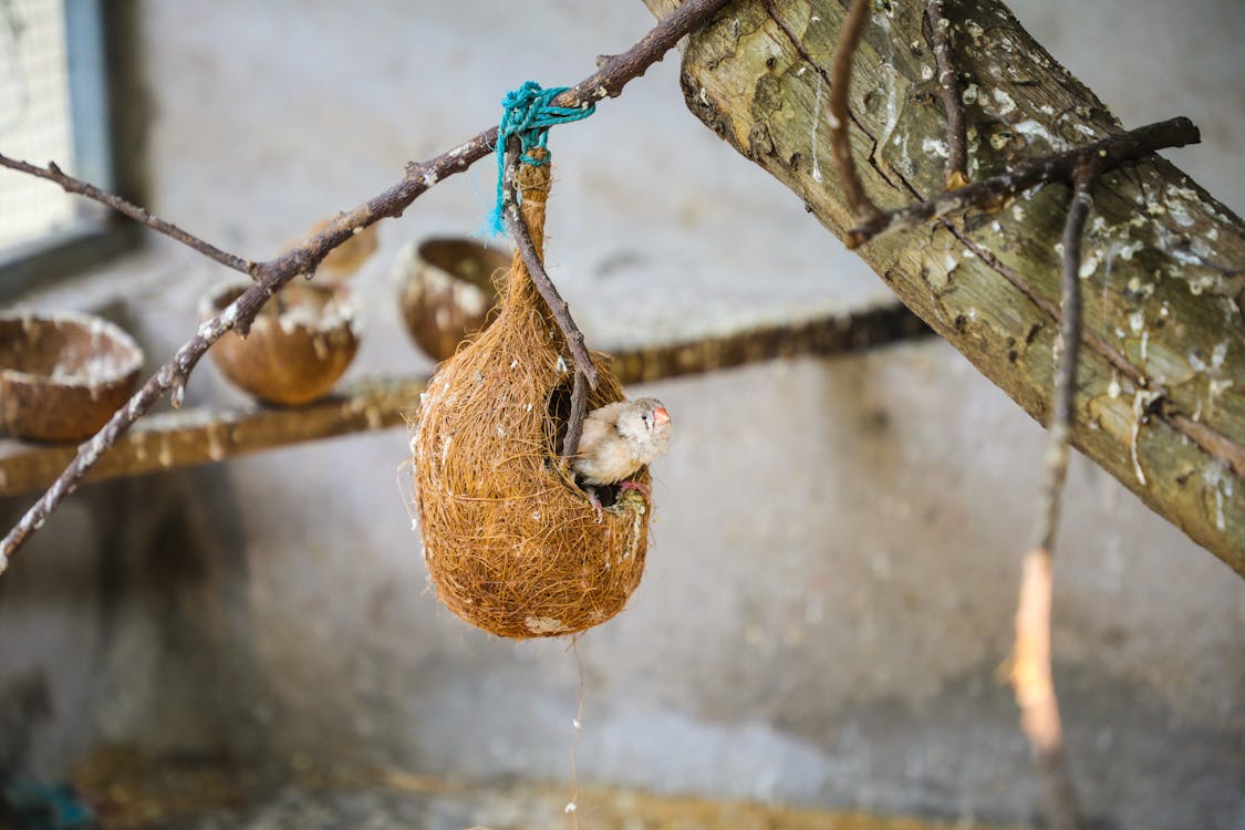 Gratis stockfoto met beest, chick, detailopname