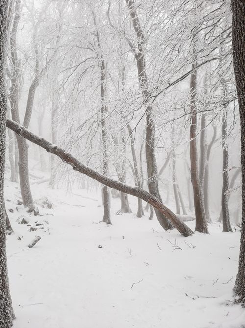 Free A peaceful winter landscape with snow-covered trees creating a serene forest scene. Stock Photo