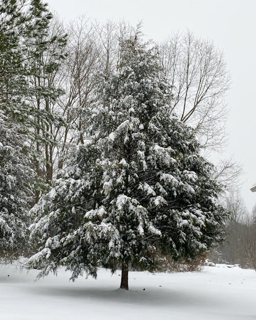 Tree Covered with Snow