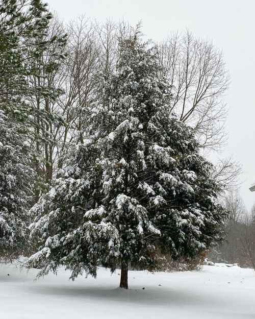 Free Serene snowy winter scene featuring a snow-covered pine tree in a quiet landscape. Stock Photo