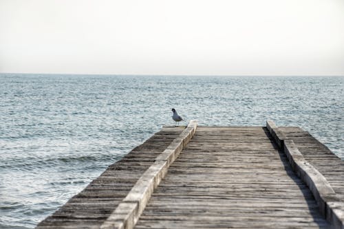 Free Bird on the Edge of a Wooden Pier and a Seascape  Stock Photo