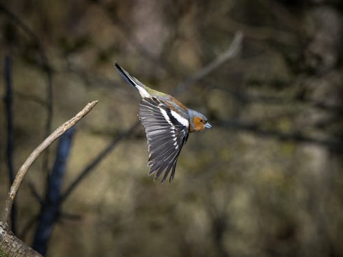 คลังภาพถ่ายฟรี ของ aves, coelebs, fringellinae