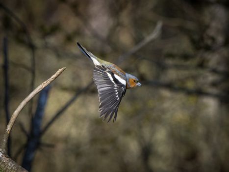 Side View of a Common Chaffinch Mid Flight