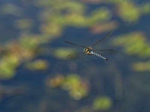 A Flying Dragonfly