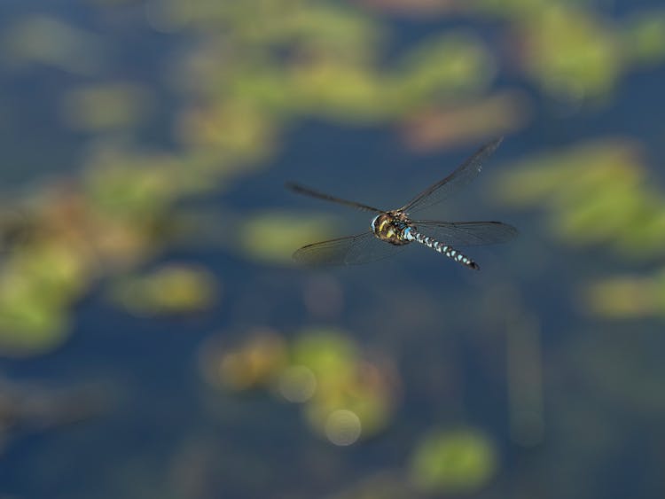 A Flying Dragonfly