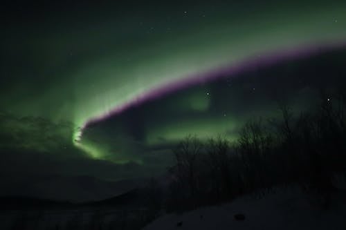 Ilmainen kuvapankkikuva tunnisteilla aurora borealis, puut, revontulet