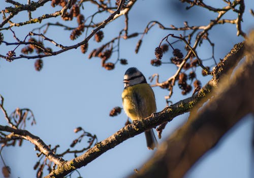 Free A Great Tit Perched on a Branch Stock Photo