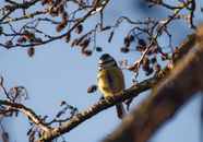 Yellow and Black Bird on Brown Tree Branch