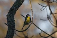 Yellow and Green Bird on Tree Branch