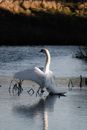 Free stock photo of 4k swan wallpaper, amazing, anatidae