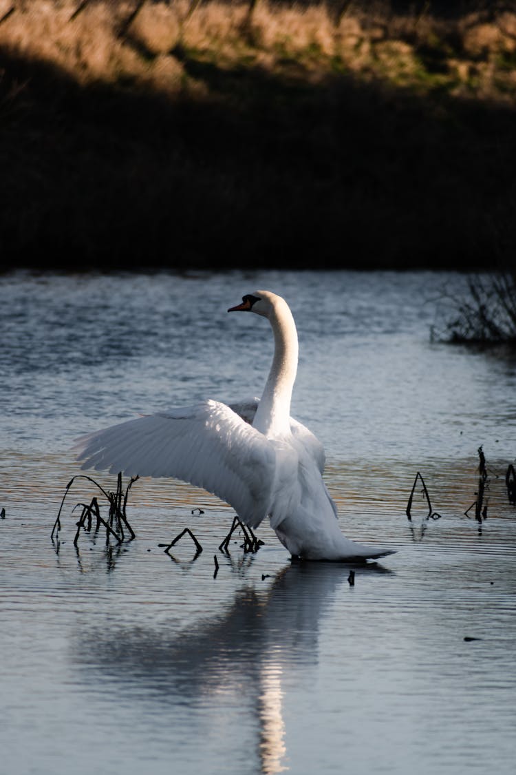 White Swan Spreading Its Wings