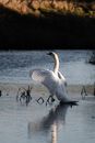 White Swan on Water