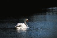 Free stock photo of 4k swan wallpaper, amazing, anatidae
