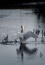 White Swan on Water