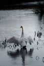 Free stock photo of 4k swan wallpaper, amazing, anatidae