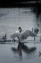 White Swan on Water