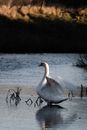 White Swan on Water