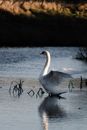 White Swan on Water