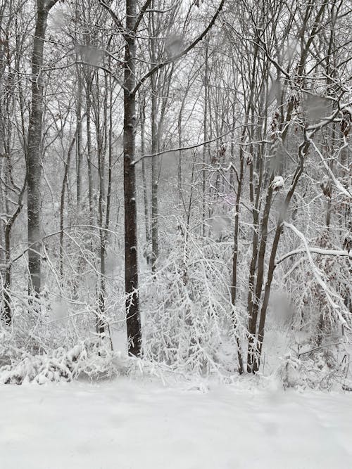 Immagine gratuita di alberi, destinazioni di viaggio, inverno