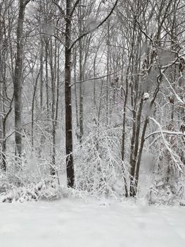 A tranquil winter forest covered in fresh snow, showcasing a serene and untouched natural beauty.