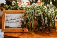 Green Plant on Brown Wooden Table