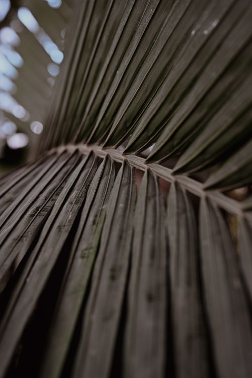 Free A detailed close-up of a palm leaf showcasing its natural texture and patterns. Stock Photo