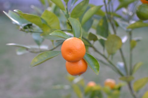 Free stock photo of fruit, kumquat