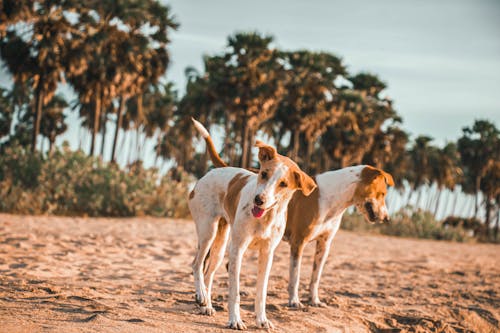 Free White and Brown Short Coated Dogs on Brown Sand Stock Photo