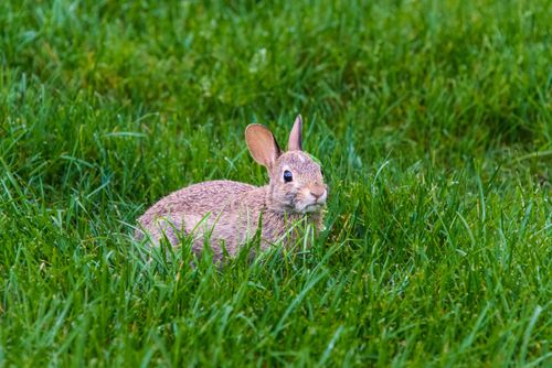 Free Cute wild rabbit sitting in vibrant green grass field in Southborough, Massachusetts. Stock Photo