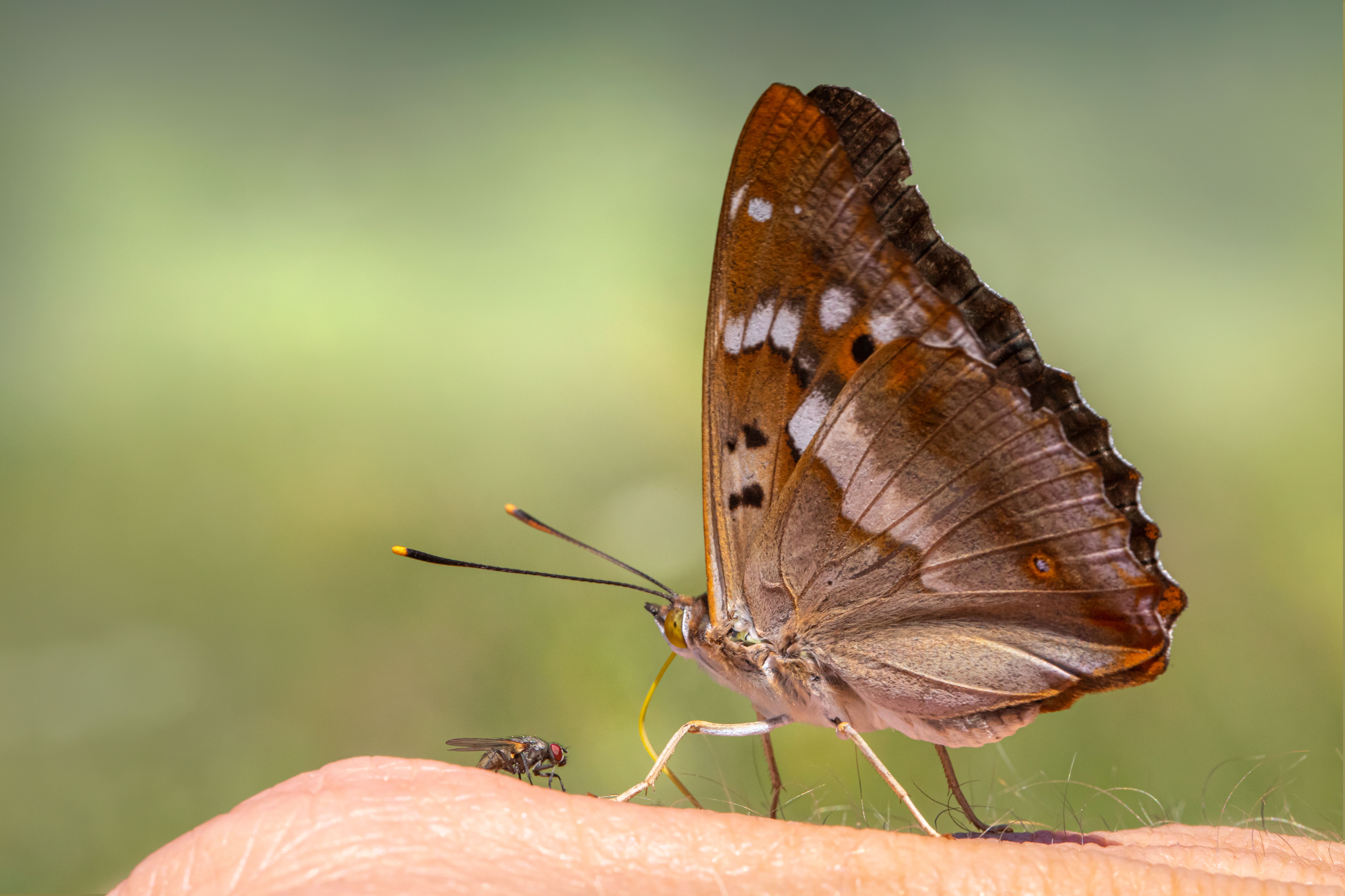 Detailed close-up of a lesser purple emperor butterfly perched on a human hand.
