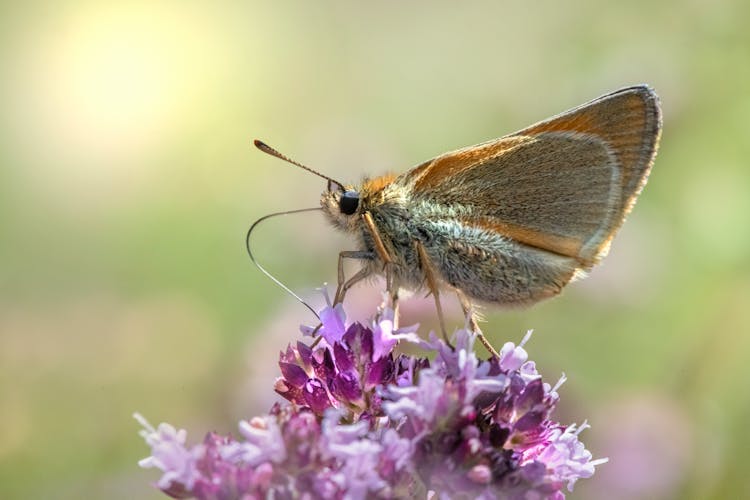 Small Skipper On Purple Flowers 