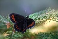 Free stock photo of arran brown, biology, bloom