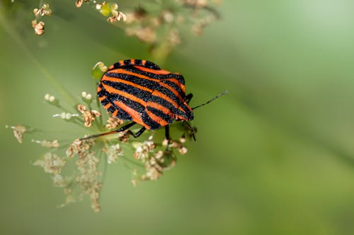 Gratis Foto stok gratis beetle, fotografi serangga, grafosoma lineatum Foto Stok