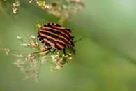 Free stock photo of animal, beetle, bright