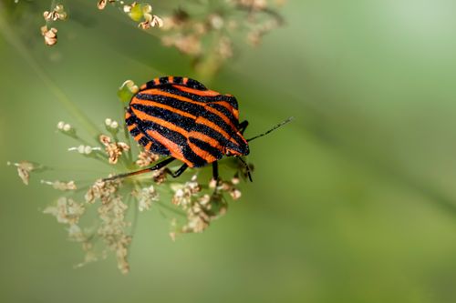 Free Close-up of a graphosoma lineatum beetle with vivid stripes on plant outdoors. Stock Photo