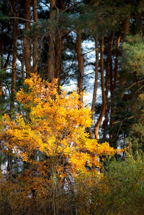 Imagine de stoc gratuită din arbori, codru, fotografiere verticală