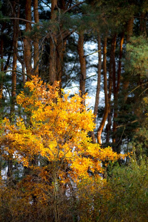 Free Vibrant autumn leaves in a sunlit forest scene, showcasing nature's beauty. Stock Photo
