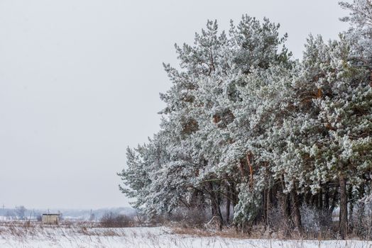 A serene winter scene featuring frosted trees in a snow-covered field under a cloudy sky.