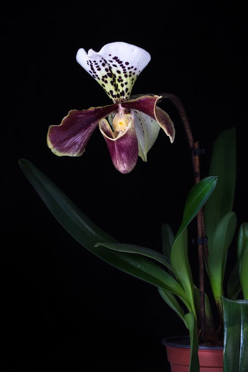 Close up of Exotic Flower