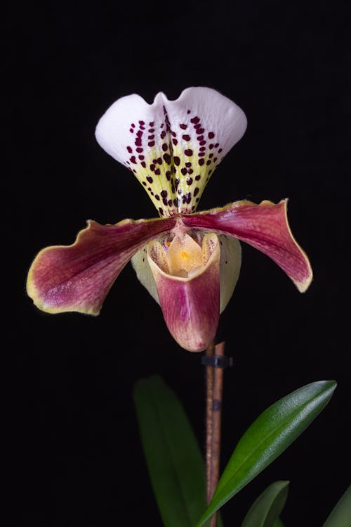 Close-up Photography of a Blooming Orchid Flower