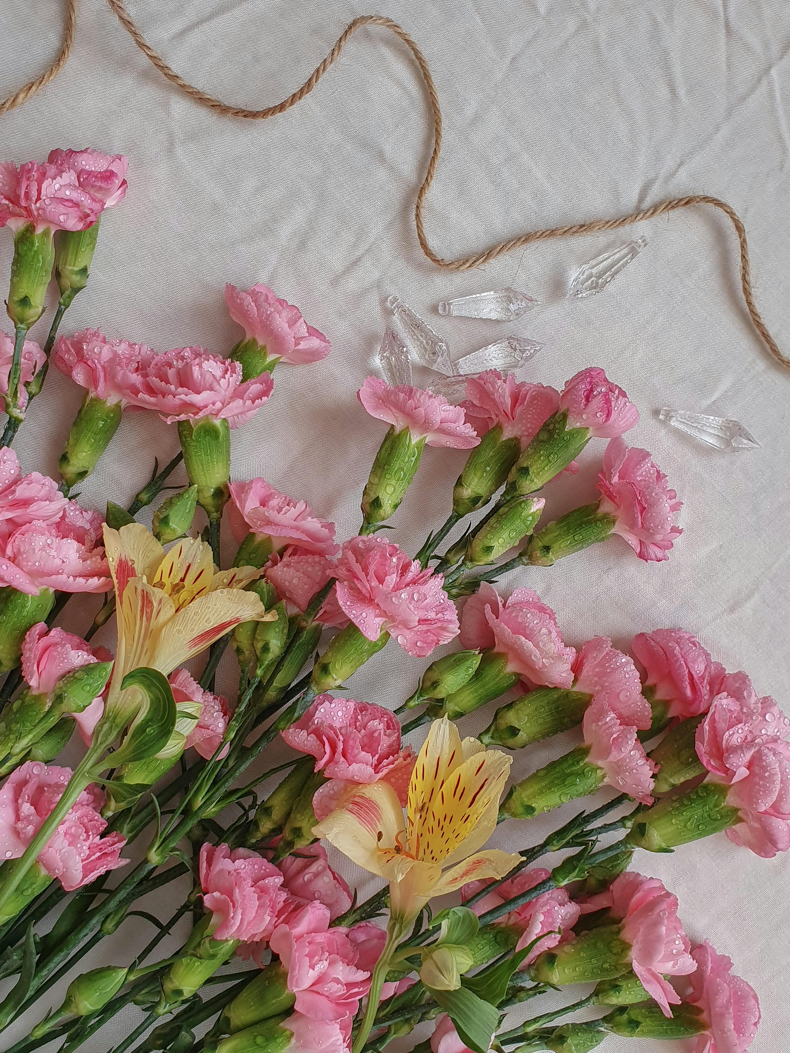 A close-up of vibrant pink carnations on white fabric, perfect for floral and nature themes.