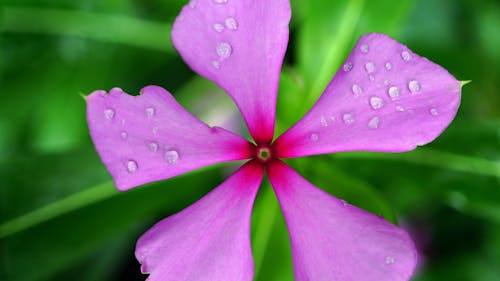 Flor Rosa Pervinca Com Orvalho Da água