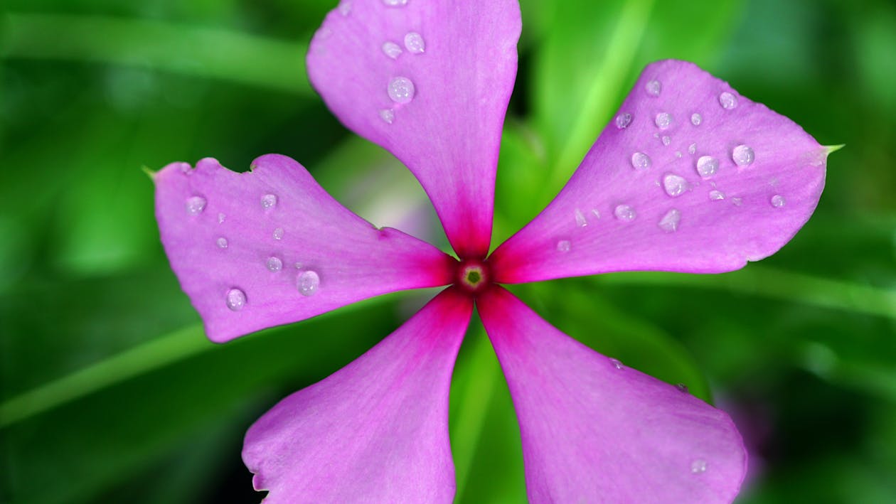 Fiore Rosa Pervinca Con Acqua Di Rugiada