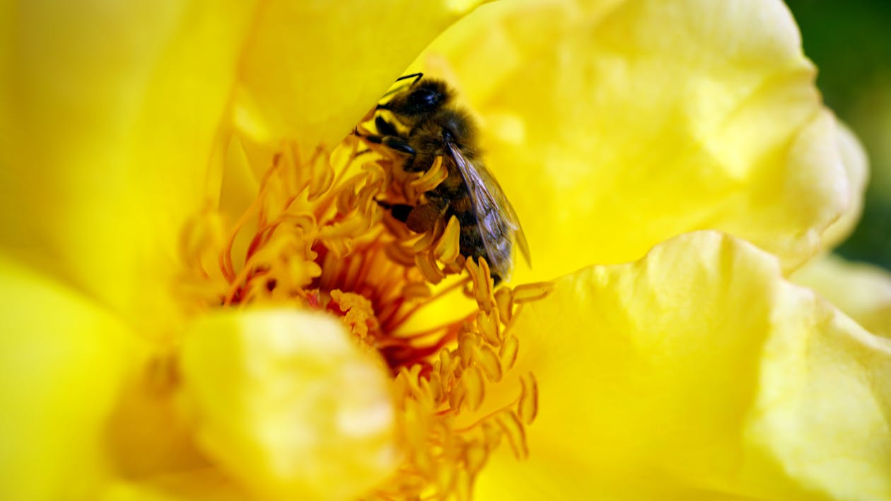 免费 蜜蜂在黄色花瓣上的花 素材图片
