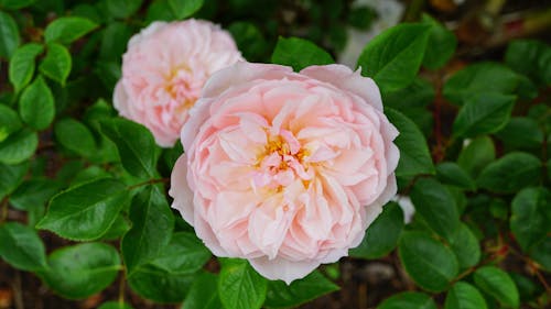Kostenlos Selektiver Fokus Fotografie Der Rosa Blütenblattblume Stock-Foto