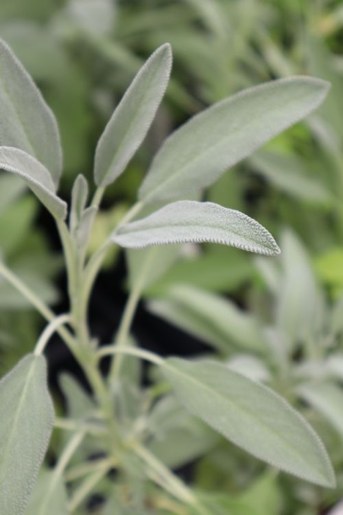 Free Detailed close-up of fresh sage leaves with a soft focus background, perfect for nature themes. Stock Photo